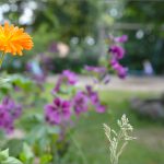 2019 Langer Tag der StadtNatur im Garten der Sinne / Osterbrookviertel / Foto: BGFG_ER